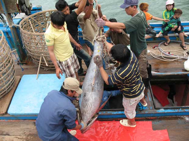 Успешно выполнен план реорганизации добычи, хранения и закупки тунца
